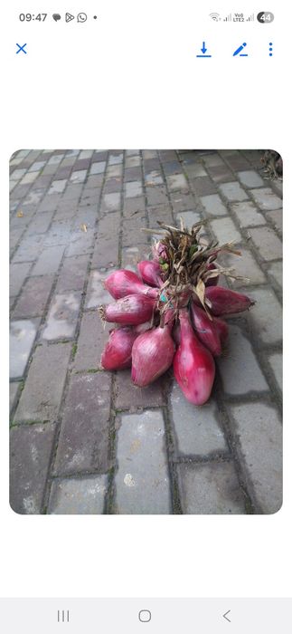 Ceapa de apa roșie de Buzău de vânzare.