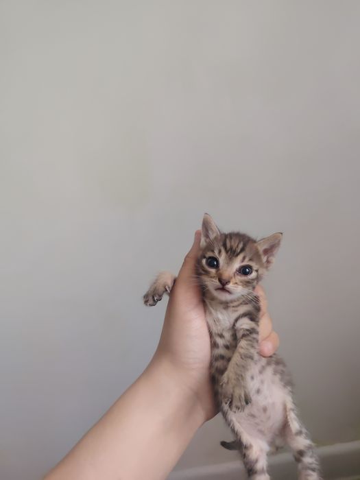 Одам кошку срочно