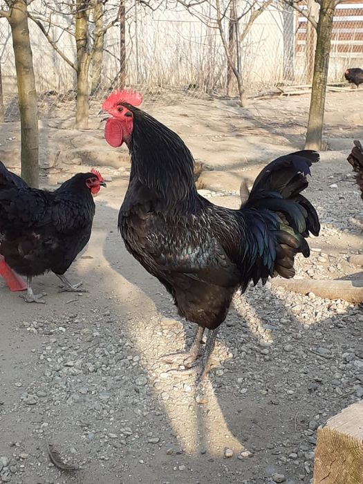 Ouă australorp pentru incubat