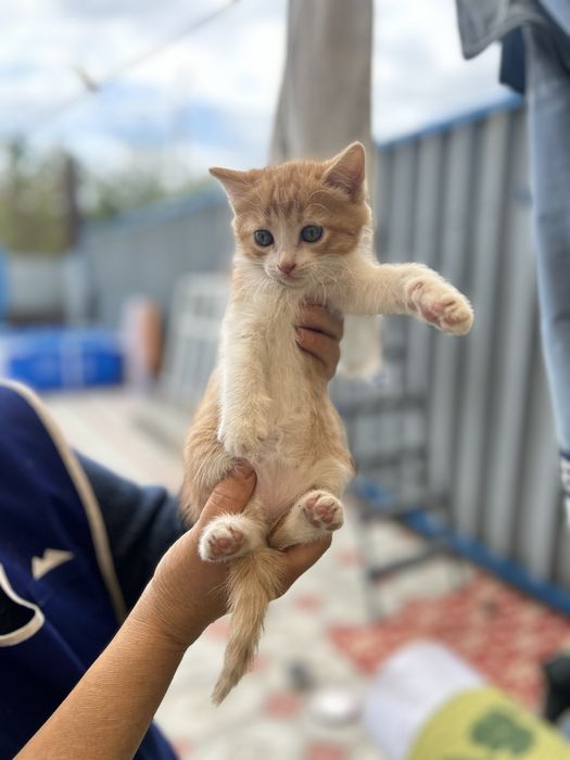 Отдадим котят в добрые руки
