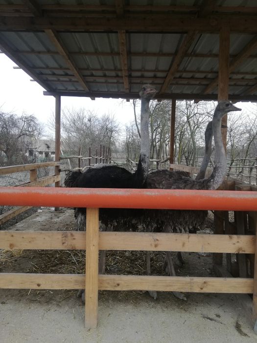 De vânzare două familii de struț