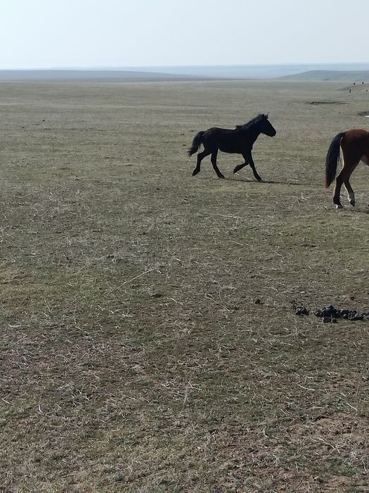 Ассалаумағалейкум! Еркек тайлар сатылады!!!