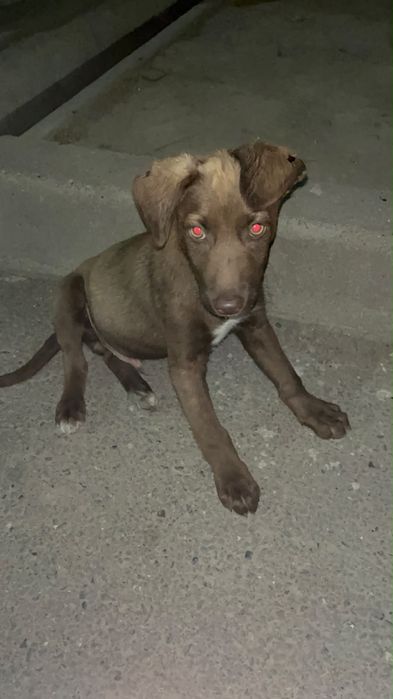Отдатим щенка в хорошие руки