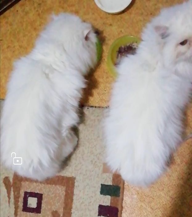Персидские котята