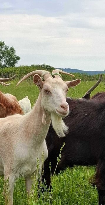 Capre și iezi - de vânzare