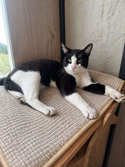 Котик в добрые руки