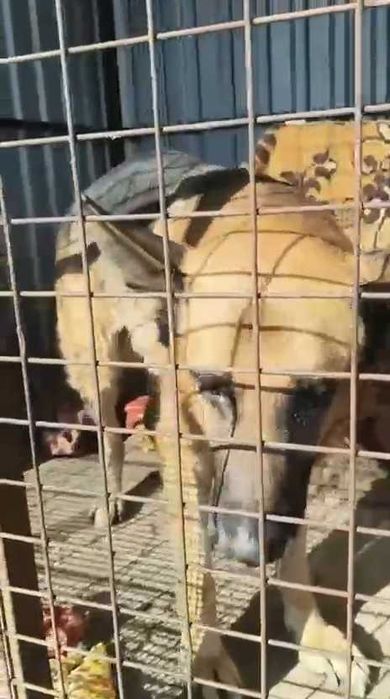 Собакам нужен дом!