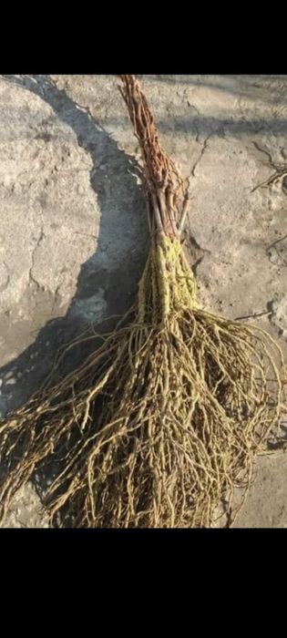 Producător Butași vița de vie