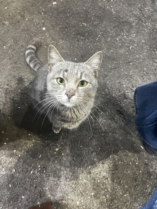 Отдам хороши руке