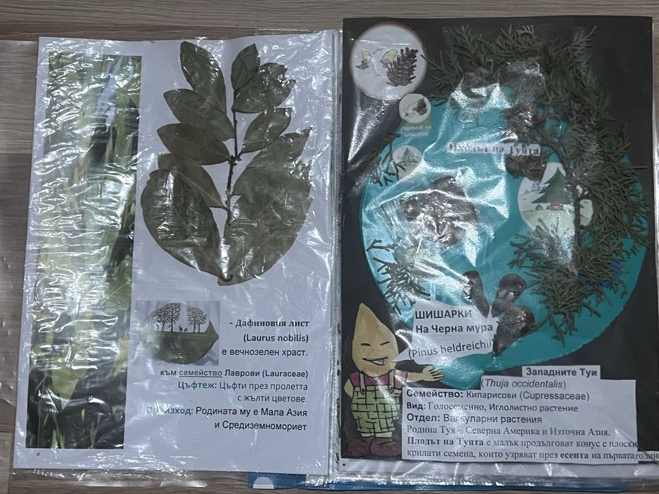 Хербарий 7 клас по Биология