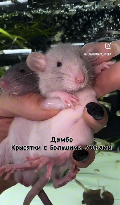 Крысята Дамбо Малыши