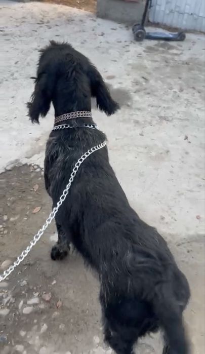 Продам дратхаара