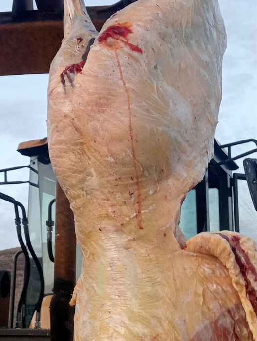 Продаются лошади (согым)