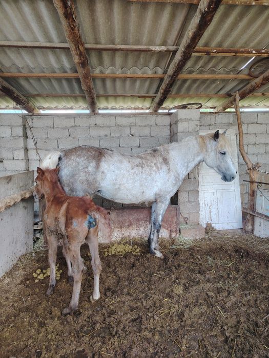 Құлынды бие сатылады