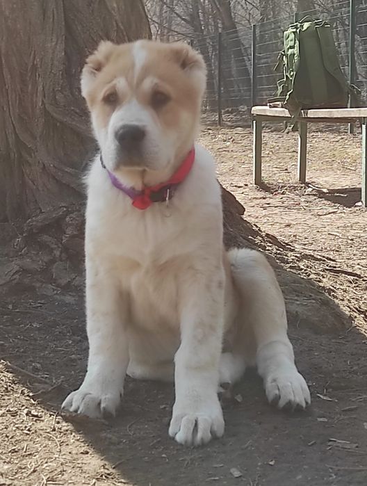 Мощный супер Алабайчик