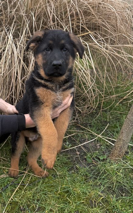 Ciobănesc german cu pedigre