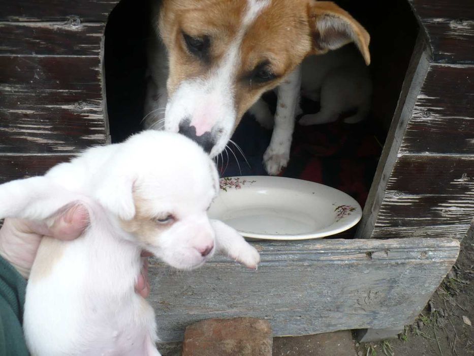 Adopție 3 căței metiși - nu sunt de rasă