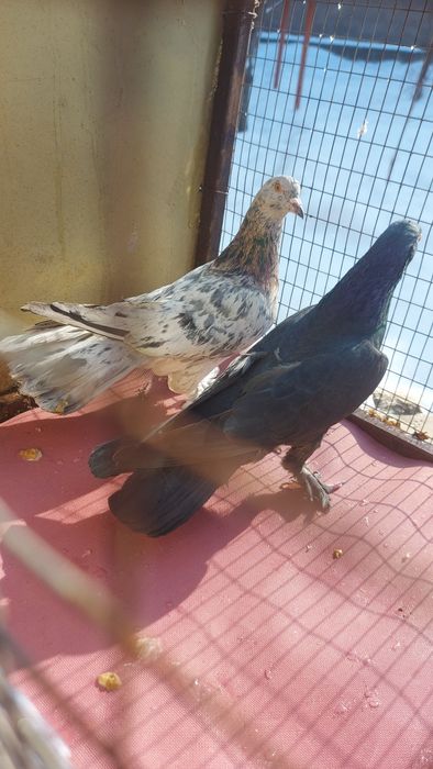 Голуби широкохвостые