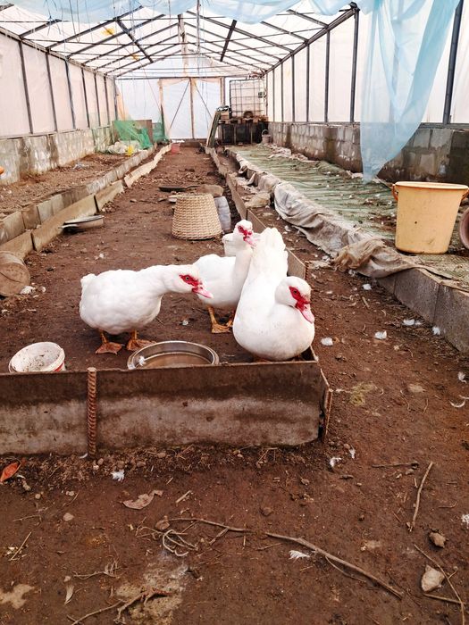 Продам трех самок белой индоутки