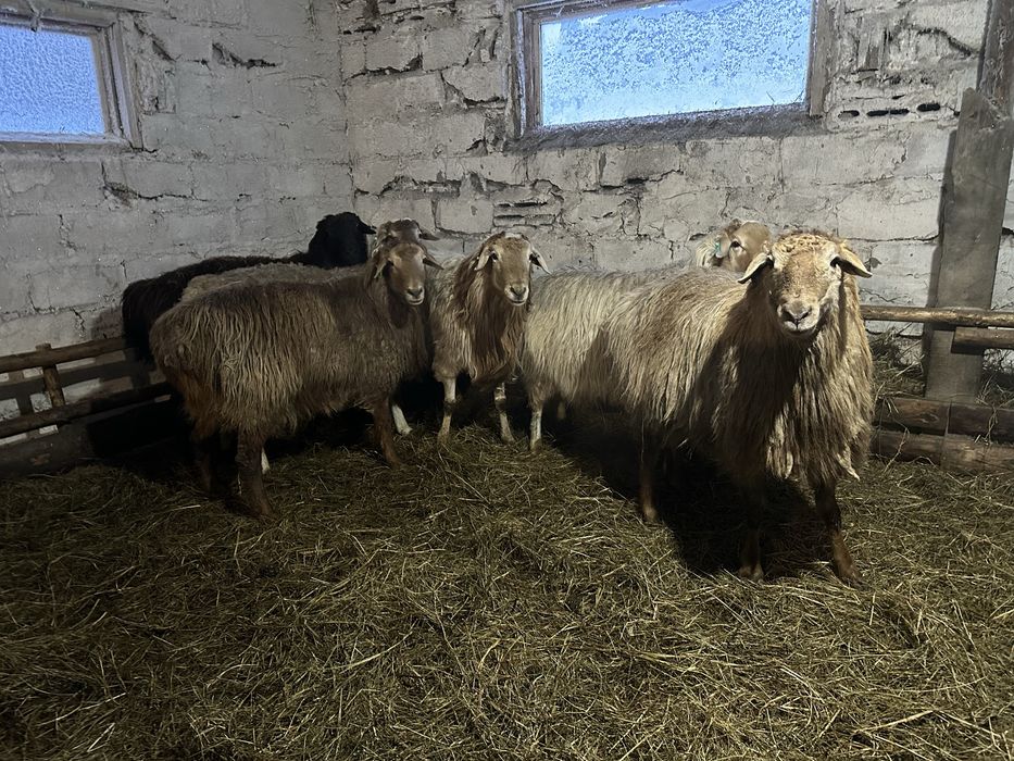 Продам   кошкар