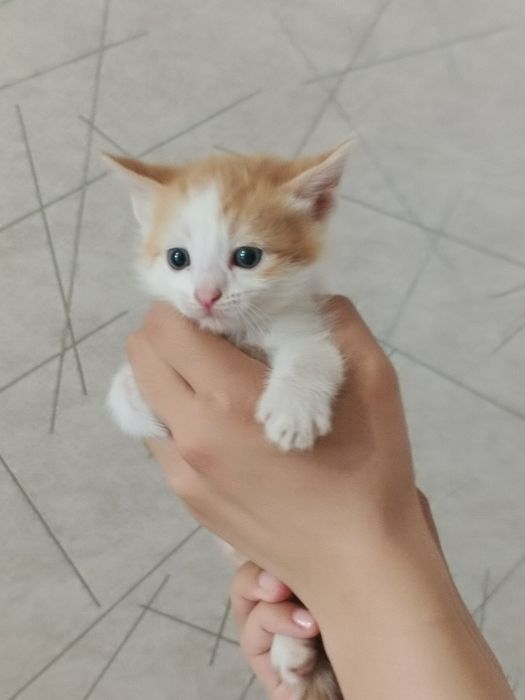 Отдадим котенка в добрые руки