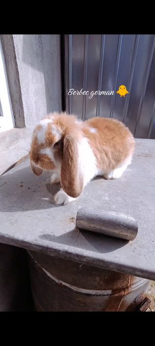 Iepuri berbec german rasă pură