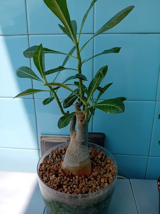 Екзотика за дома - семена и растения