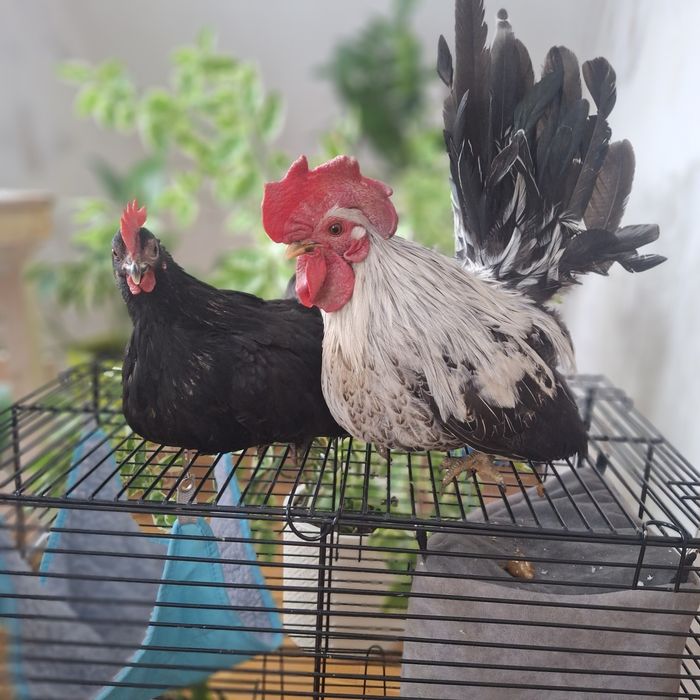 Семья породы ШАБО