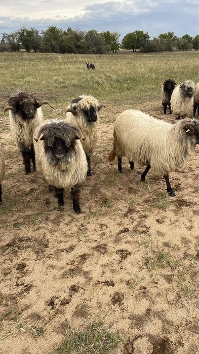 Vand 430 de oi rasa țurcana