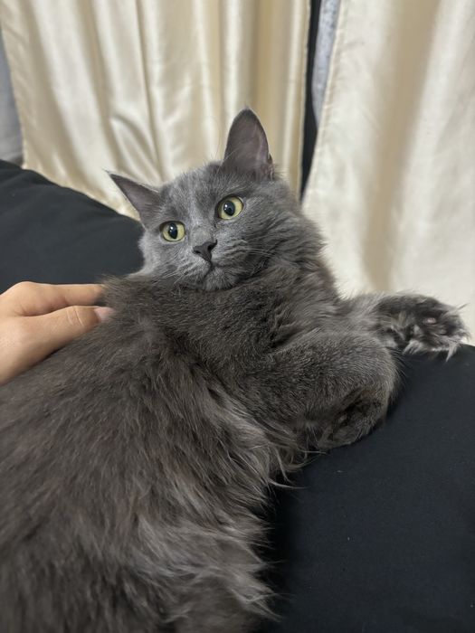 Кот для спаривания