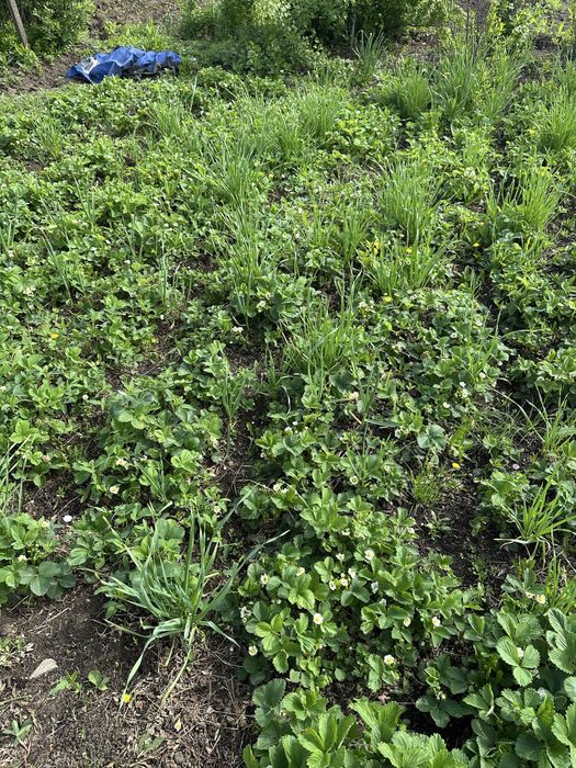 Продам дачный участок