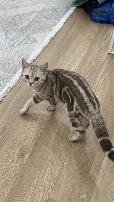 Шотландский короткошерстный прямоухий