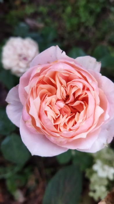 Продаются розы сортовые.