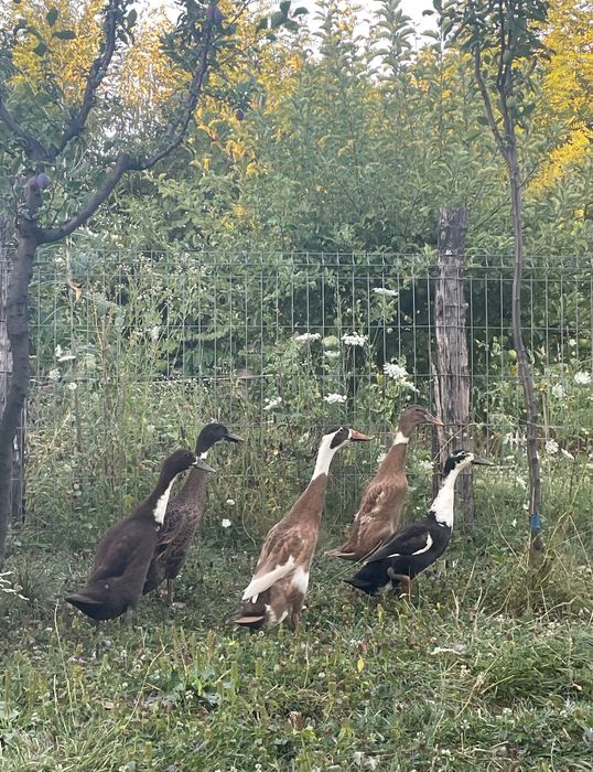 Vand rațoi indieni