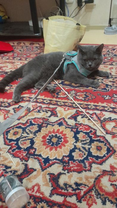 Отдам даром кота