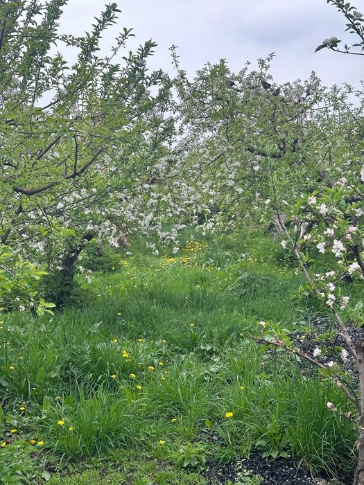 Продам дом с садом
