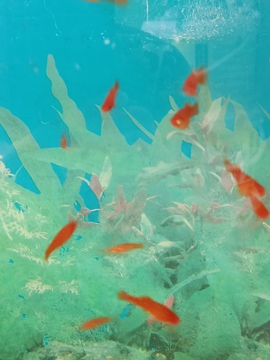 Меченосцев продам.