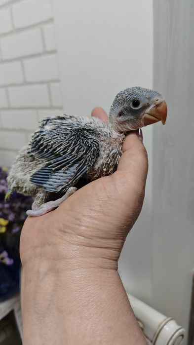 Продаётся птенец Александрийского прауная.