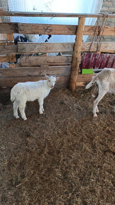 Козлёнок Занен мальчик