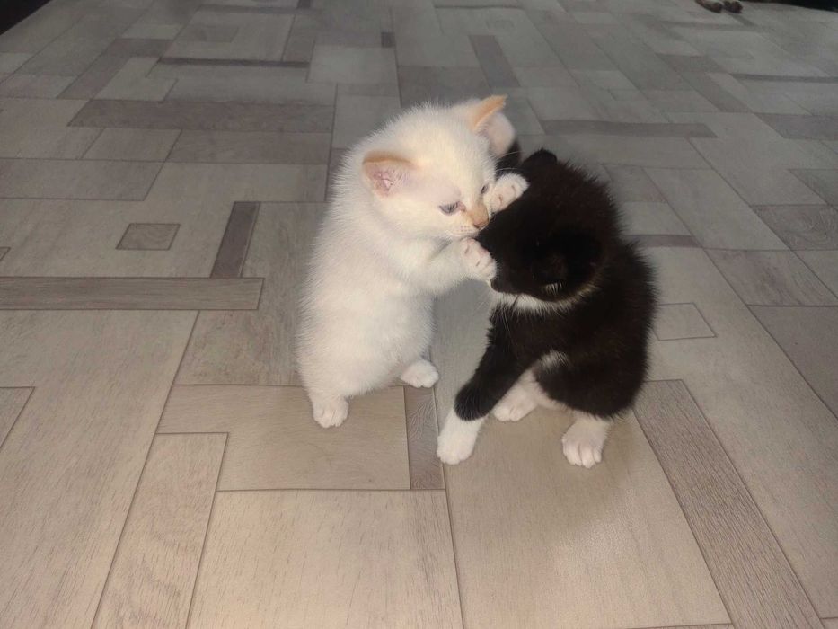 Отдам котят,в хрошие руки
