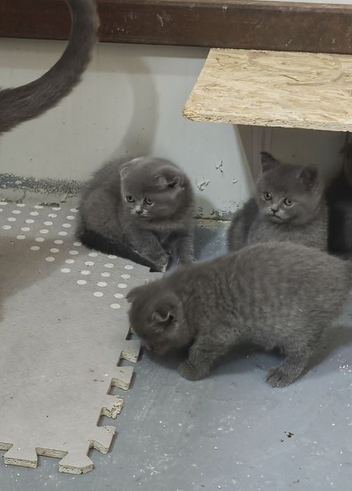 Scottish fold blue rasa pura de la crescător