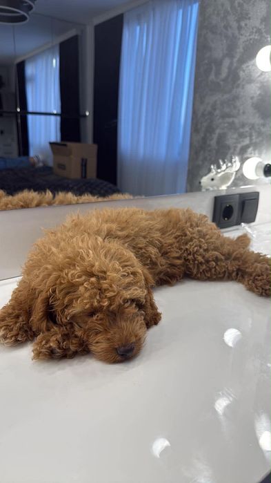 Мини женски пудел