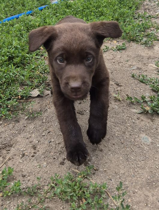 Щенки породы лабрадор