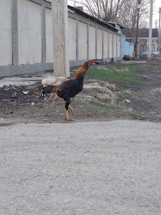 Дакан шөжелер сатылады