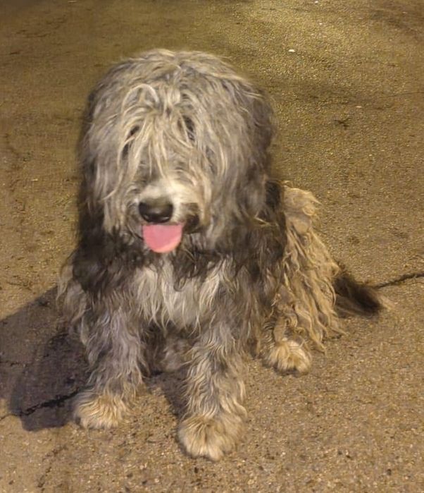 Потеряшка в добрые руки