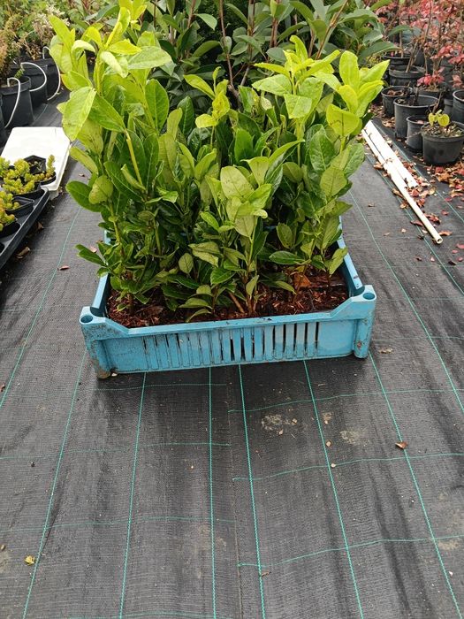 Tuia/euonimus alatus/ laur/cotinus