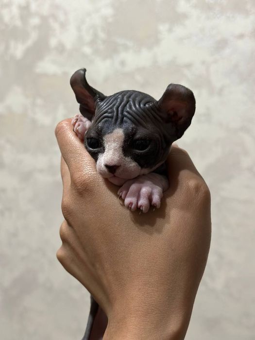 Нужна девочка сфинкс на вязку