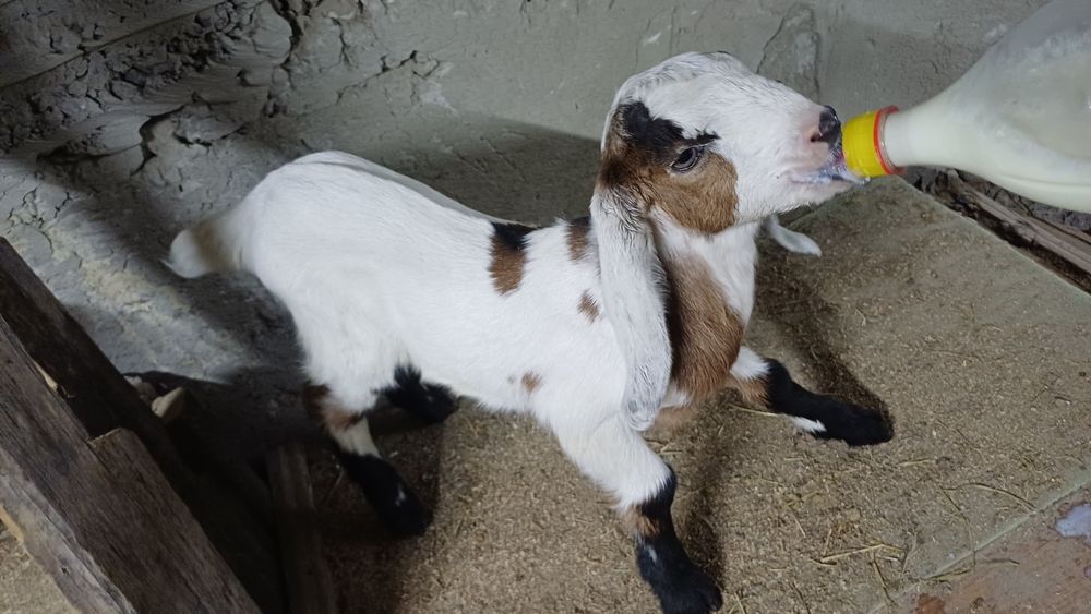 Продам козлика.  Нуб-битал