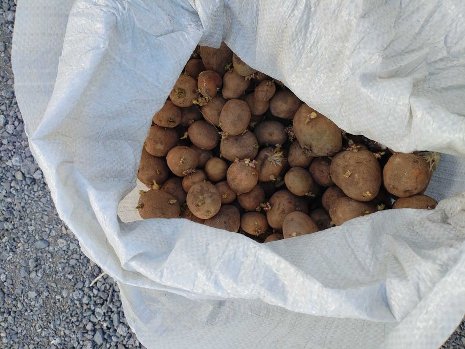Продам картошку на семена срочно