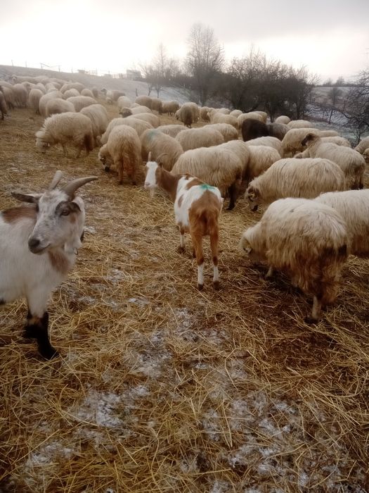 Vând două capre și un țap.